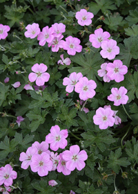 Geranium x riversleaianum 'Mavis Simpson'